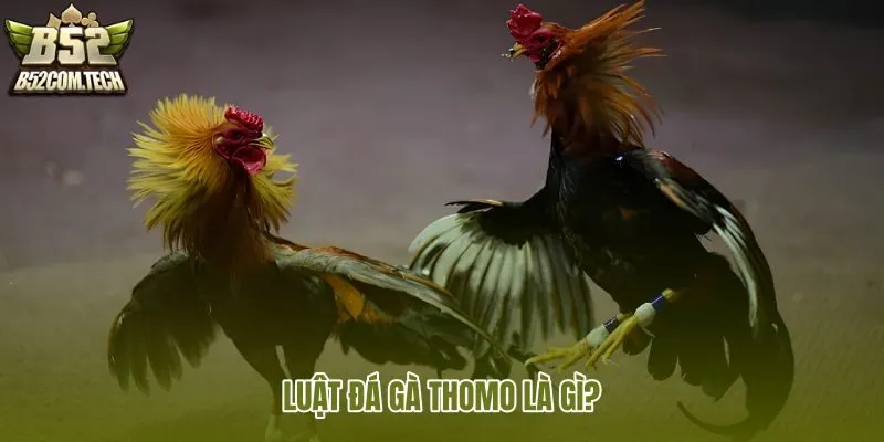 luat-da-ga-thomo-la-gi luat-da-ga-thomo-la-gi